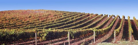 Framed Rows of vines on a hill, Napa Valley, California, USA Print