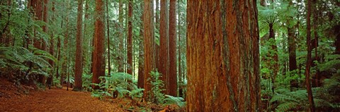 Framed Redwoods tree in a forest, Whakarewarewa Forest, Rotorua, North Island, New Zealand Print