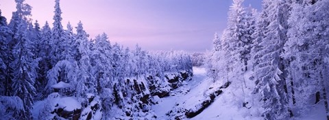Framed Snow covered trees in a forest, Imatra, Finland Print