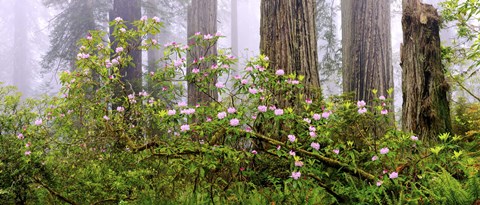 Framed Rhododendron flowers in a forest, Del Norte Coast State Park, Redwood National Park, Humboldt County, California, USA Print