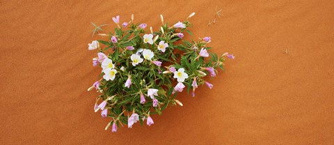 Framed Dune evening primrose flowers in sand, Valley of Fire State Park, Nevada, USA Print