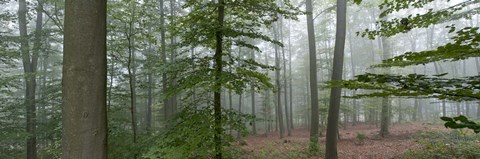 Framed Trees in fog, Trier, Rhineland-Palatinate, Germany Print