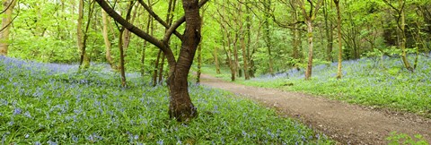 Framed Bluebells growing in a forest, Woolley Wood, Sheffield, South Yorkshire, England Print