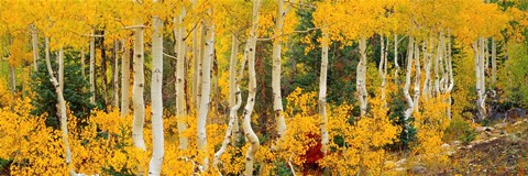 Framed Aspen Trees in Autumn, Dixie National Forest, Utah Print