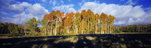 Framed Aspen Trees in the Fall, Utah Print