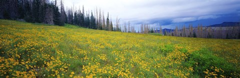 Framed Wildflowers in bloom at morning light, Dixie National Forest, Utah, USA Print