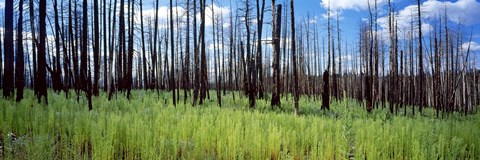 Framed Burnt Pines at the Grand Canyon, Arizona Print
