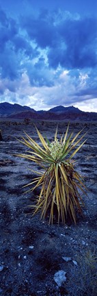 Framed Yucca flower in Red Rock Canyon National Conservation Area, Las Vegas, Nevada, USA Print