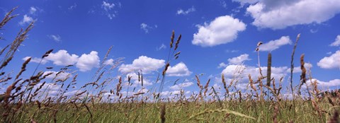 Framed Field of grass, Baden-Wurttemberg, Germany Print