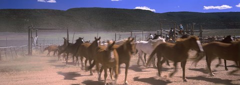 Framed Close up of Horses running in a field, Colorado Print