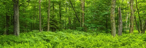 Framed Ferns blanketing floor of summer woods near Old Forge in the Adirondack Mountains, New York State, USA Print