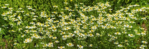 Framed German chamomile (Matricaria chamomilla) in bloom Print