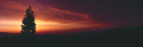 Framed Silhouette of tree at sunset, Anza Borrego Desert State Park, Borrego Springs, California, USA Print
