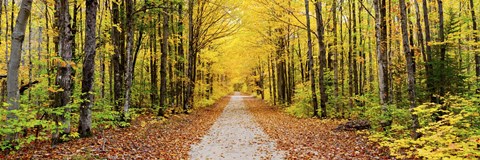 Framed Trees along a pathway in autumn, Hiawatha National Forest, Alger County, Upper Peninsula, Michigan, USA Print