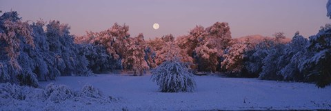 Framed Snow covered forest at dawn, Denver, Colorado, USA Print
