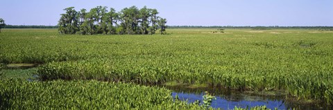 Framed Plants on a wetland, Jean Lafitte National Historical Park And Preserve, New Orleans, Louisiana, USA Print