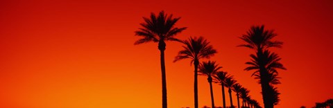 Framed Silhouette of Date Palm trees in a row at dawn, Phoenix, Arizona, USA Print