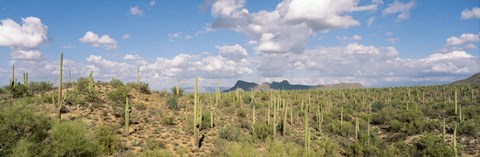 Framed Saguaro National Park Tucson AZ USA Print