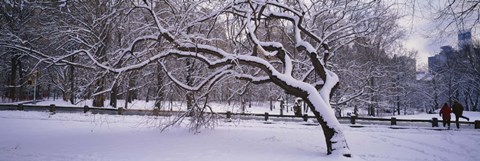 Framed Trees covered with snow in a park, Central Park, New York City, New York state, USA Print