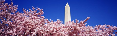 Framed Washington Monument and cherry blossoms, Washington DC Print
