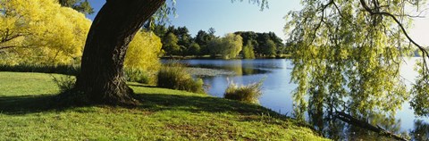 Framed Willow Tree By A Lake, Green Lake, Seattle, Washington State, USA Print