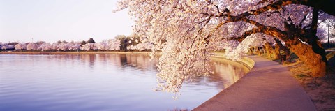 Framed Tidal Basin, Washington DC, District Of Columbia, USA Print
