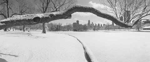 Framed Bare trees in a park, Lincoln Park, Chicago, Illinois, USA Print