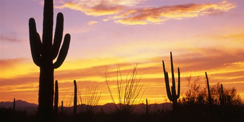 Framed Sunset Saguaro Cactus Saguaro National Park AZ Print