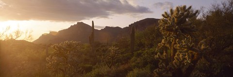Framed Cholla Cactus in a field, Phoenix, Maricopa County, Arizona, USA Print
