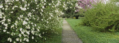 Framed Path In A Park, Richmond, Virginia, USA Print