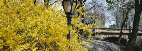 Framed Forsythia in bloom, Central Park, Manhattan, New York City, New York State, USA Print