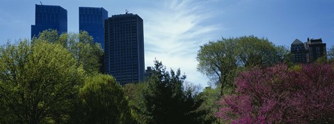 Framed Low angle view of skyscrapers viewed from a park, Central Park, Manhattan, New York City, New York State, USA Print