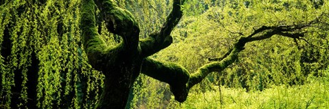 Framed Moss growing on the trunk of a Weeping Willow tree, Japanese Garden, Washington Park, Portland, Oregon, USA Print