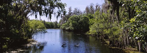 Framed River passing through a forest, Hillsborough River, Lettuce Lake Park, Tampa, Hillsborough County, Florida, USA Print