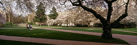 Framed Cherry trees in the quad of a university, University of Washington, Seattle, Washington State Print