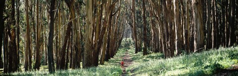 Framed Woman walking on a path in a park, The Presidio, San Francisco, California, USA Print