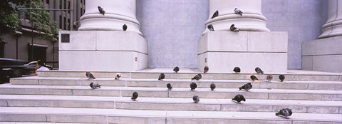 Framed Flock of pigeons on steps, San Francisco, California, USA Print