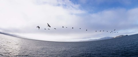 Framed Pelicans flying over the sea, Alcatraz, San Francisco, California, USA Print