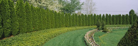 Framed Row of arbor vitae trees in a garden, Ladew Topiary Gardens, Monkton, Baltimore County, Maryland, USA Print