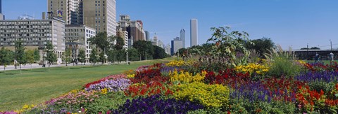 Framed Flowers in a garden, Welcome Garden, Grant Park, Michigan Avenue, Roosevelt Road, Chicago, Cook County, Illinois, USA Print