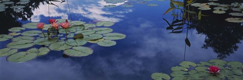 Framed Water lilies in a pond, Denver Botanic Gardens, Denver, Denver County, Colorado, USA Print