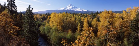 Framed Cottonwood trees in a forest, Mt Hood, Hood River, Mt. Hood National Forest, Oregon, USA Print