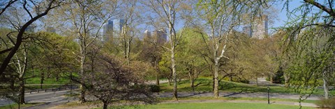 Framed Trees in a park, Central Park West, Central Park, Manhattan, New York City, New York State, USA Print