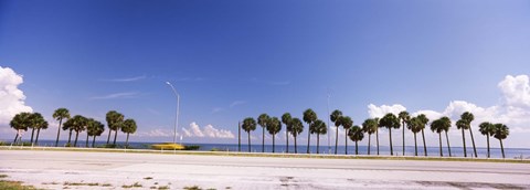 Framed Palm trees at the roadside, Interstate 275, Tampa Bay, Gulf of Mexico, Florida, USA Print