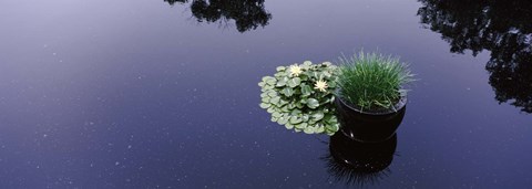 Framed Water lilies with a potted plant in a pond, Olbrich Botanical Gardens, Madison, Wisconsin, USA Print