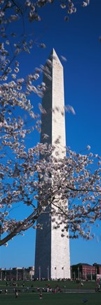 Framed Cherry Blossom in front of an obelisk, Washington Monument, Washington DC, USA Print