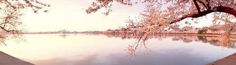 Framed Cherry blossoms at the lakeside, Washington DC Print