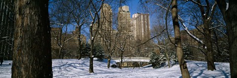 Framed Bare trees with buildings in the background, Central Park, Manhattan, New York City, New York State, USA Print