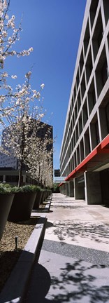 Framed Blooming tree in the business district, Downtown San Jose, San Jose, Santa Clara County, California, USA Print