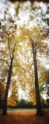 Framed Autumn trees in a park, Volunteer Park, Capitol Hill, Seattle, King County, Washington State, USA Print